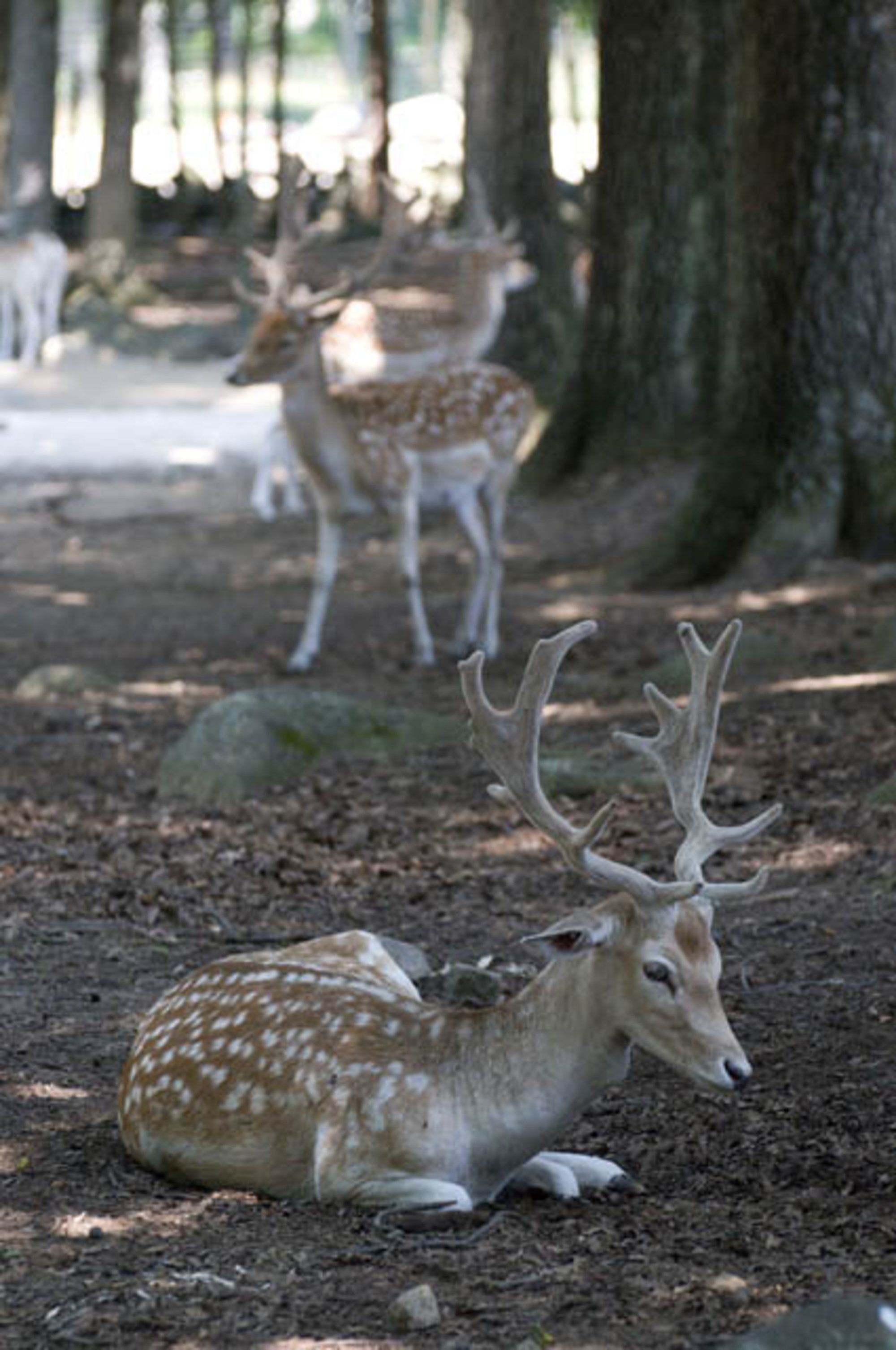Visiting Southwick Zoo Dan & Sherree & Patrick